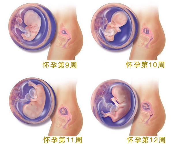 怀孕三个月胎儿图