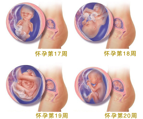 怀孕五个月胎儿图