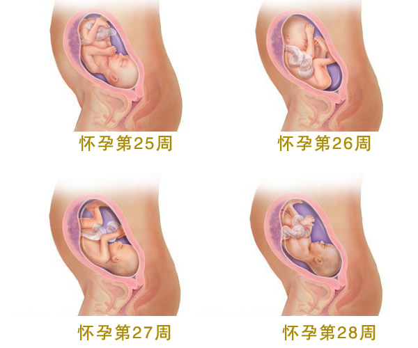 怀孕七个月胎儿图