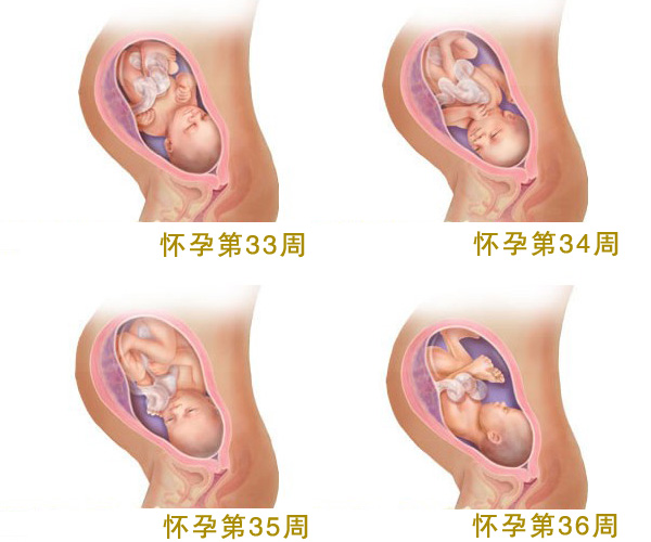 怀孕就个月胎儿图