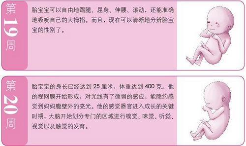 孕5月:胎儿的听力发育越来越完善