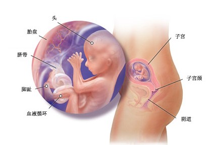 怀胎十月温馨提示：16周