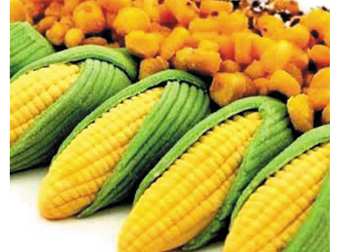 玉米中维生素含量高 孕妇适量吃玉米有助于安胎