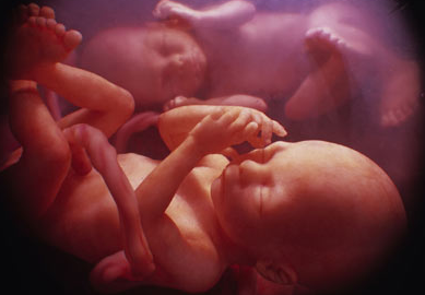 孕期应掌握胎儿发育时间表