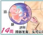 怀孕14周胎儿彩超图，怀孕14周胎儿发育图