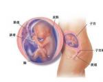 怀孕五个月注意事项,怀孕5个月要注意什么