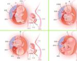 怀孕四个月胎儿图,怀孕4个月胎儿发育图