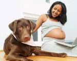 怀孕后还能养宠物吗