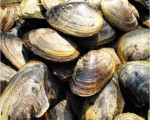 怀孕期间不宜吃什么,怀孕期间河蚌不宜吃