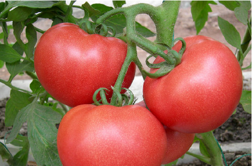 孕妈妈吃西红柿有什么好处