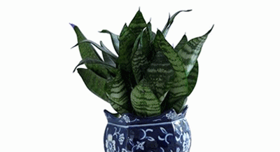 什么植物防辐射最好