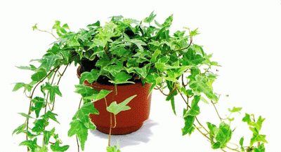 什么植物防辐射最好