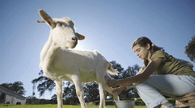 孕妈妈喝羊奶粉好吗