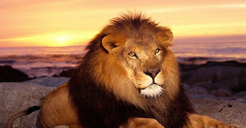 孕妈妈梦见狮子