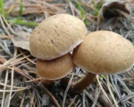 怀孕期间可以吃蘑菇吗，孕期能否食用蘑菇